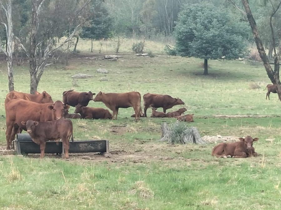 0 Bedroom Property for Sale in Bethlehem Rural Free State